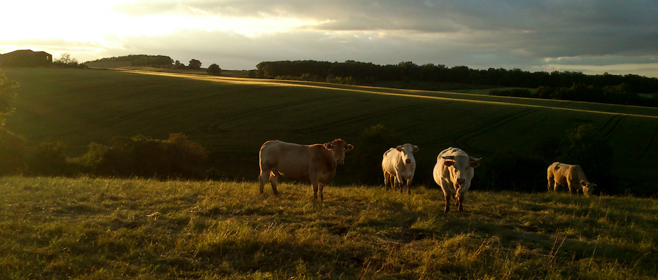 Les vaches | © Gilles Vanderstraeten