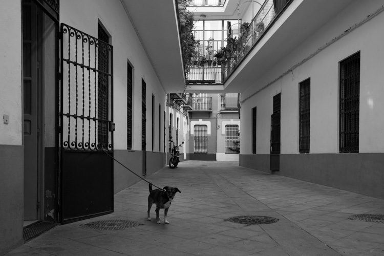 Le chien attaché | Quartier de la Macarena. | © Gilles Vanderstraeten
