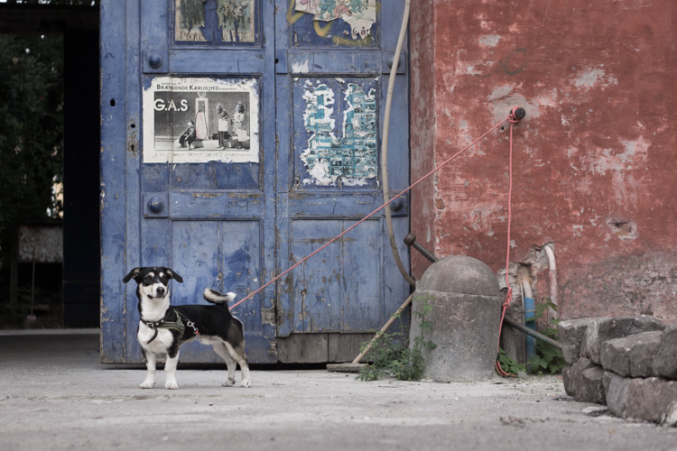 Le chien à Christiania | © Gilles Vanderstraeten
