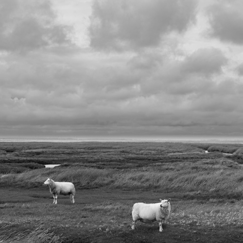 Les prés salés de Mandø | © Gilles Vanderstraeten